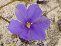 Aristea oligocephala