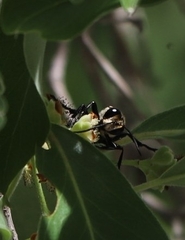 Sphecinae