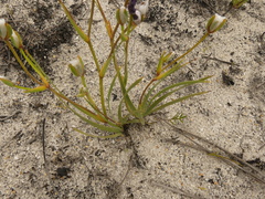 Aristea oligocephala