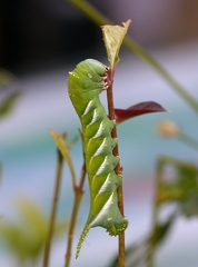 Psilogramma discistriga