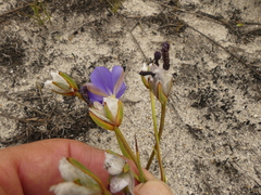Aristea oligocephala
