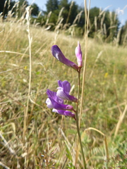 Vicia onobrychioides