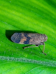 Coelidiinae