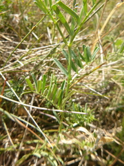 Vicia onobrychioides
