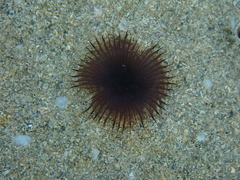 Myxicola