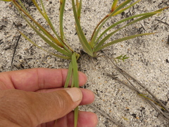 Aristea oligocephala