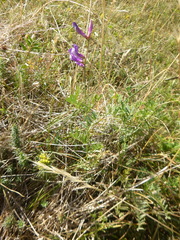 Vicia onobrychioides