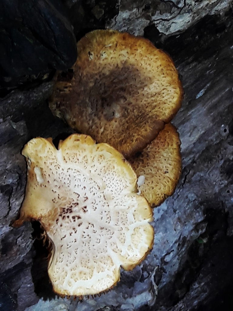 Gymnopilus luteofolius · December 2022 · photo: © douglas-u-oliveira (iNaturalist, cc-by)