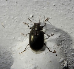 Amarygmus
