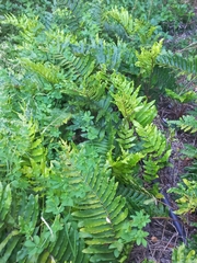 Blechnum chilense