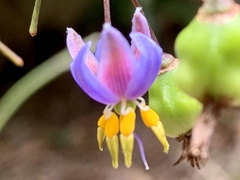 Dianella longifolia longifolia