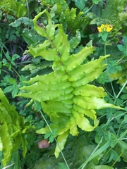 Blechnum chilense