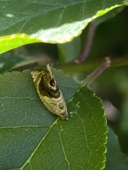 Acroceuthes metaxanthana