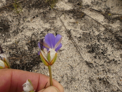 Aristea oligocephala