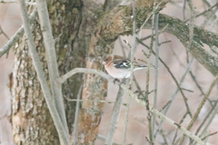Fringilla coelebs