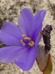 Aristea oligocephala