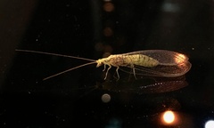 Italochrysa insignis