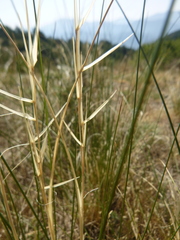 Stipa