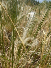 Stipa