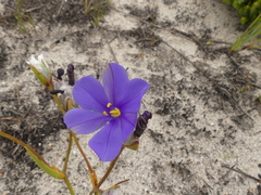Aristea oligocephala