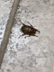 Cyclocephala signaticollis