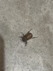 Cyclocephala signaticollis