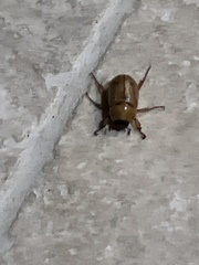 Cyclocephala signaticollis