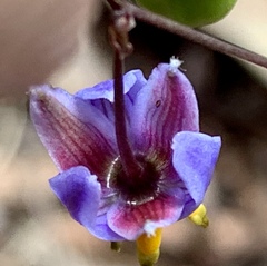Dianella longifolia longifolia