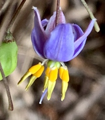 Dianella longifolia longifolia