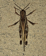Oedaleus australis