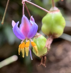 Dianella longifolia longifolia