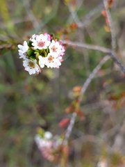 Chamelaucieae