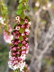 Chamelaucieae