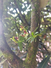 Telipogon williamsii