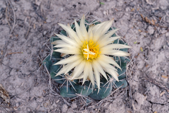 Coryphantha maiz-tablasensis