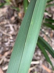 Dianella longifolia longifolia