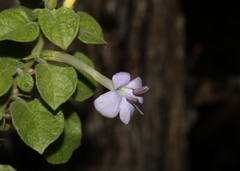 Barleria heterotricha