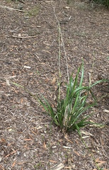 Dianella longifolia longifolia