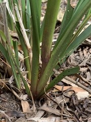 Dianella longifolia longifolia