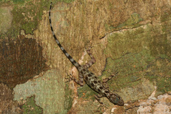Cnemaspis kumpoli