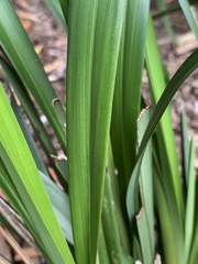 Dianella longifolia longifolia