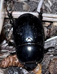Heteronychus arator