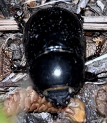Heteronychus arator