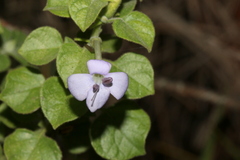 Barleria heterotricha