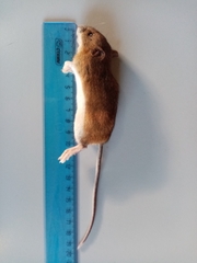 Apodemus speciosus