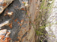 Prismatocarpus