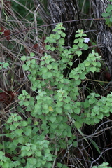 Barleria heterotricha