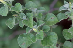 Barleria heterotricha