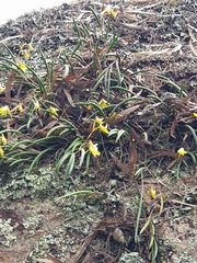 Dendrobium striolatum