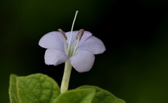 Barleria heterotricha